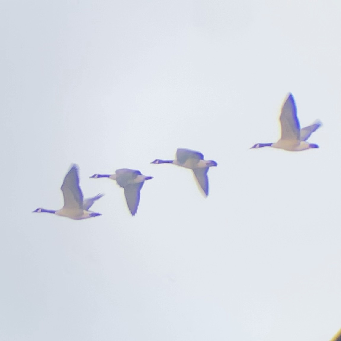 Branta kanadar handia - ML645681836