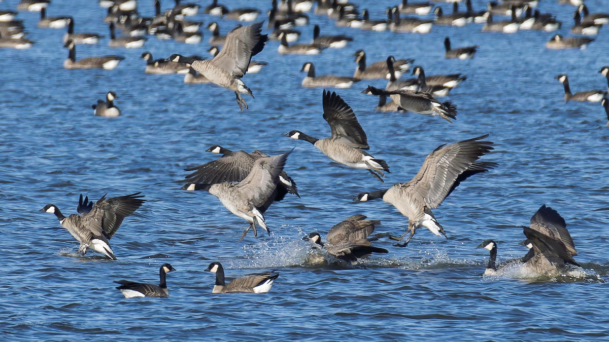 Branta kanadar txikia - ML645681837