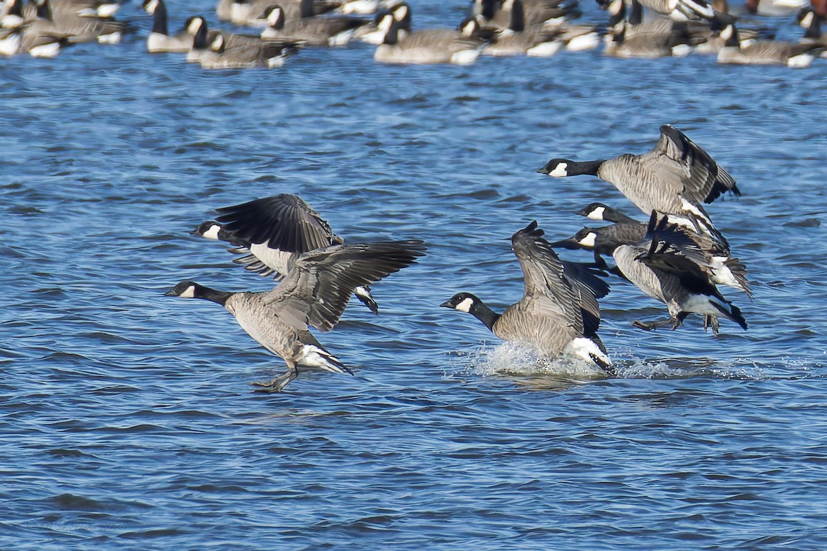 Branta kanadar txikia - ML645681838