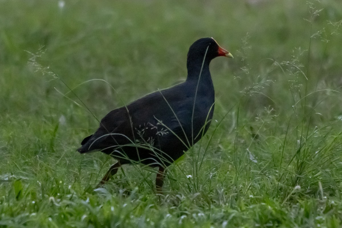 Dusky Moorhen - ML645681839