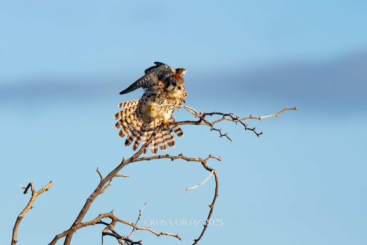 Belatz amerikarra - ML645681840