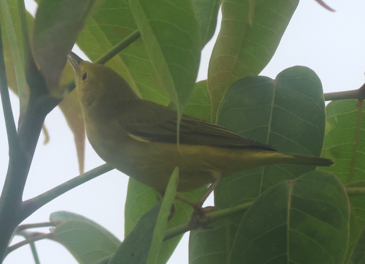 Piranga gorri-beltza - ML645681841