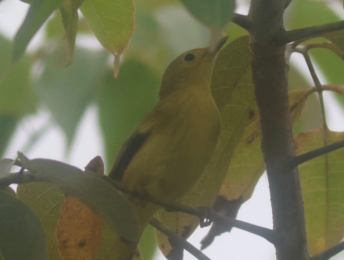 Piranga gorri-beltza - ML645681842