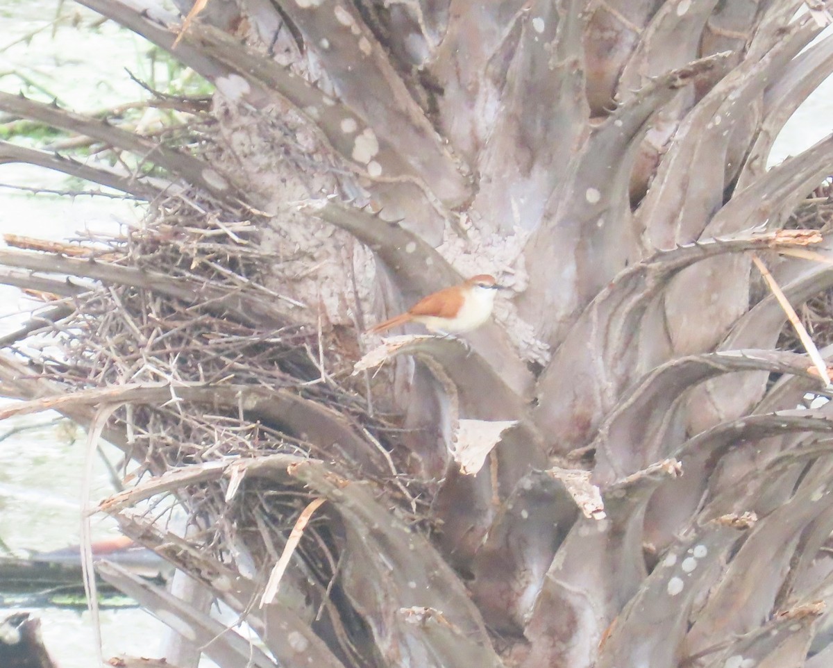 Wing-banded Hornero - ML645681843