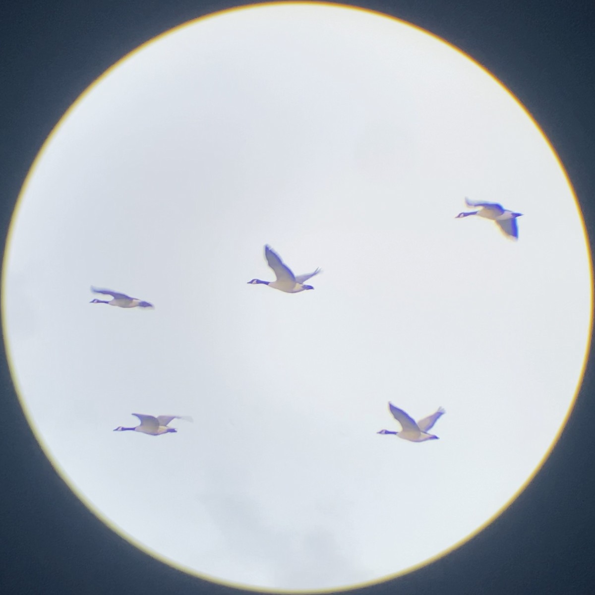 Branta kanadar handia - ML645681844