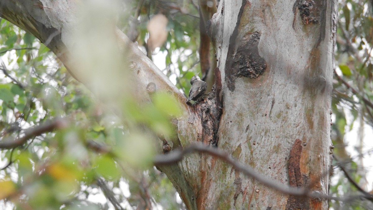 Katanar paparzuria - ML645681846