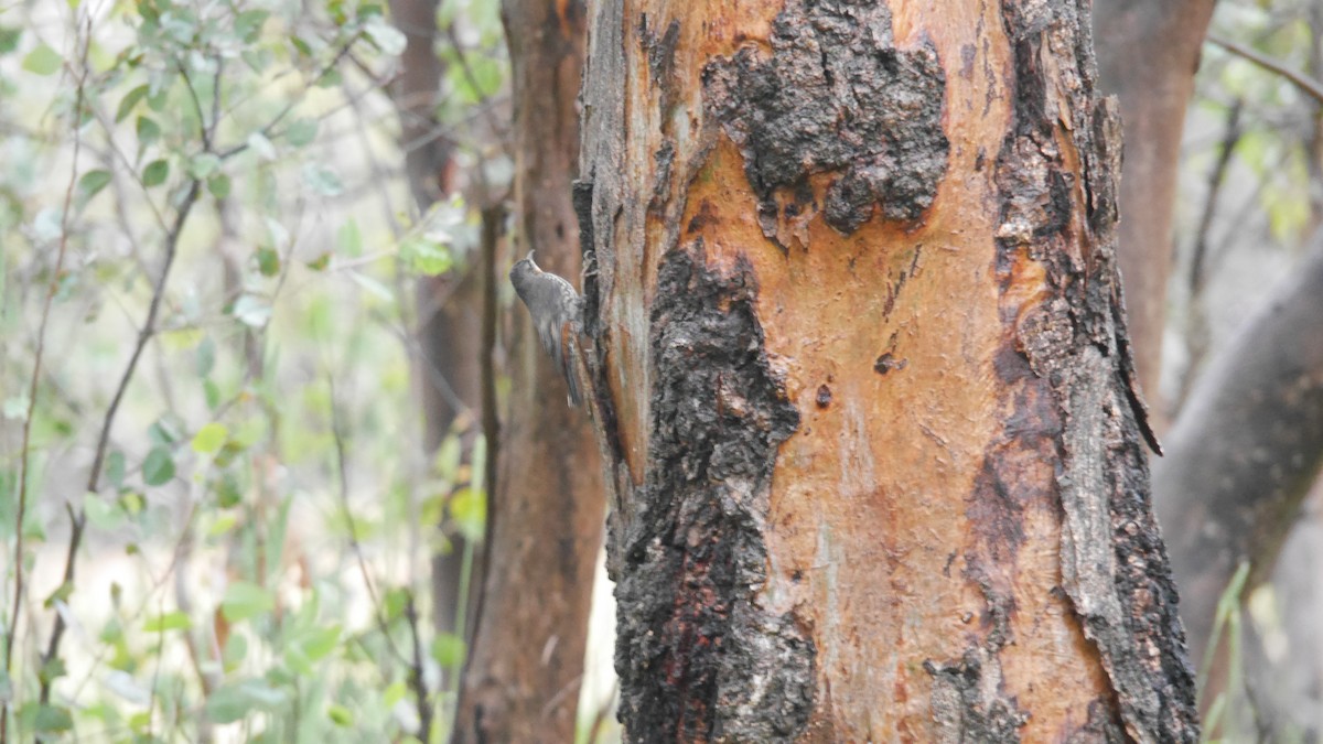 Katanar paparzuria - ML645681847