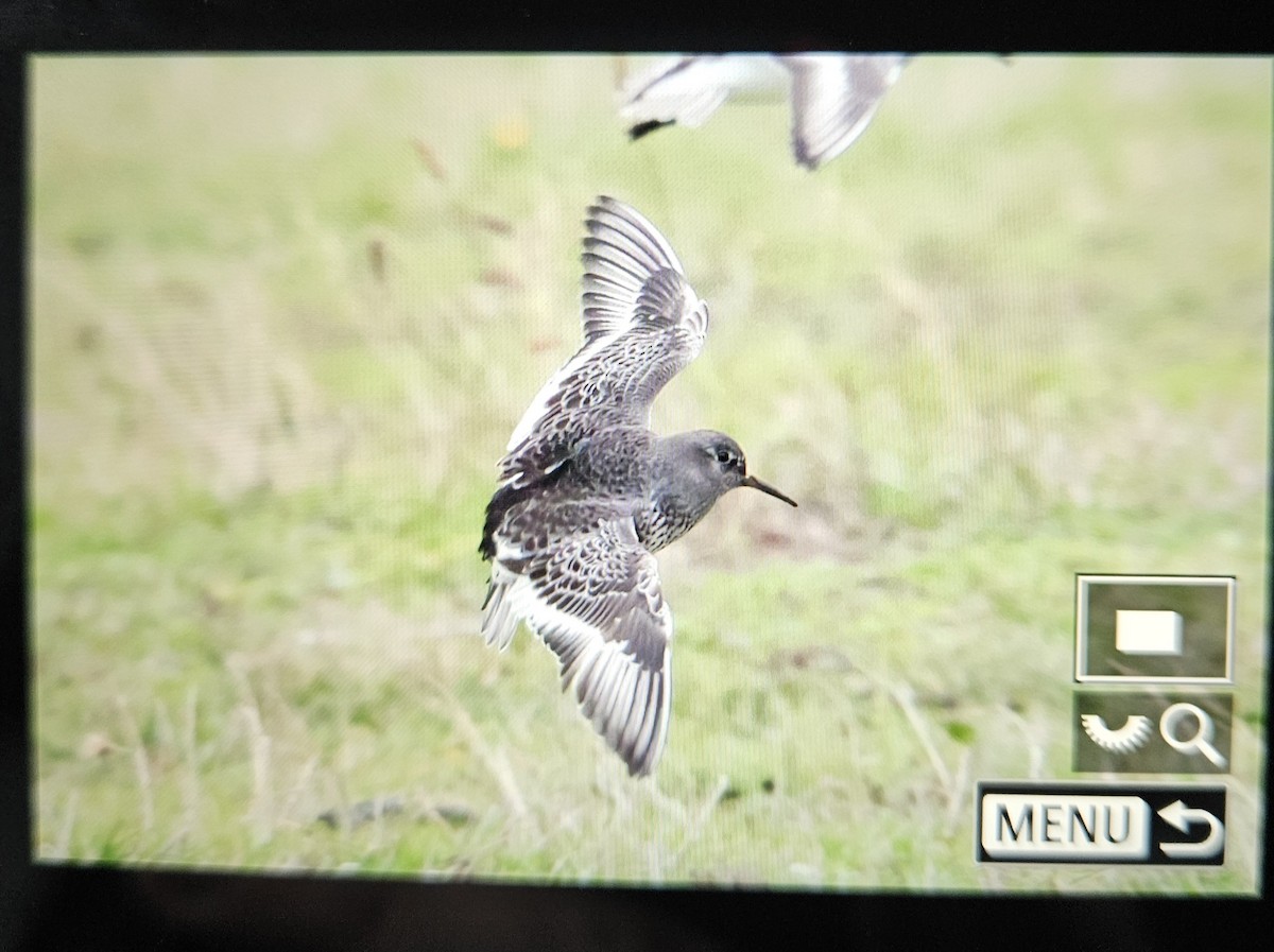 Rock Sandpiper - ML645681852
