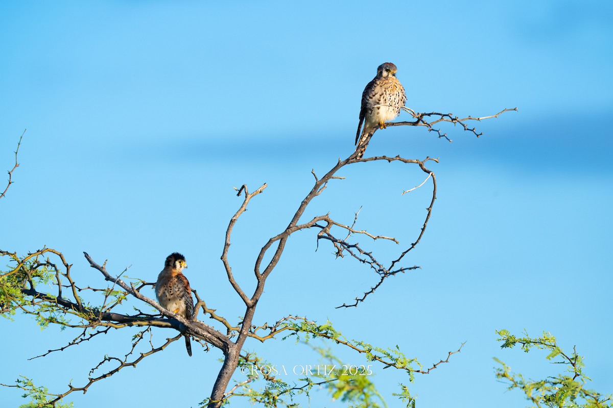 Belatz amerikarra - ML645681853