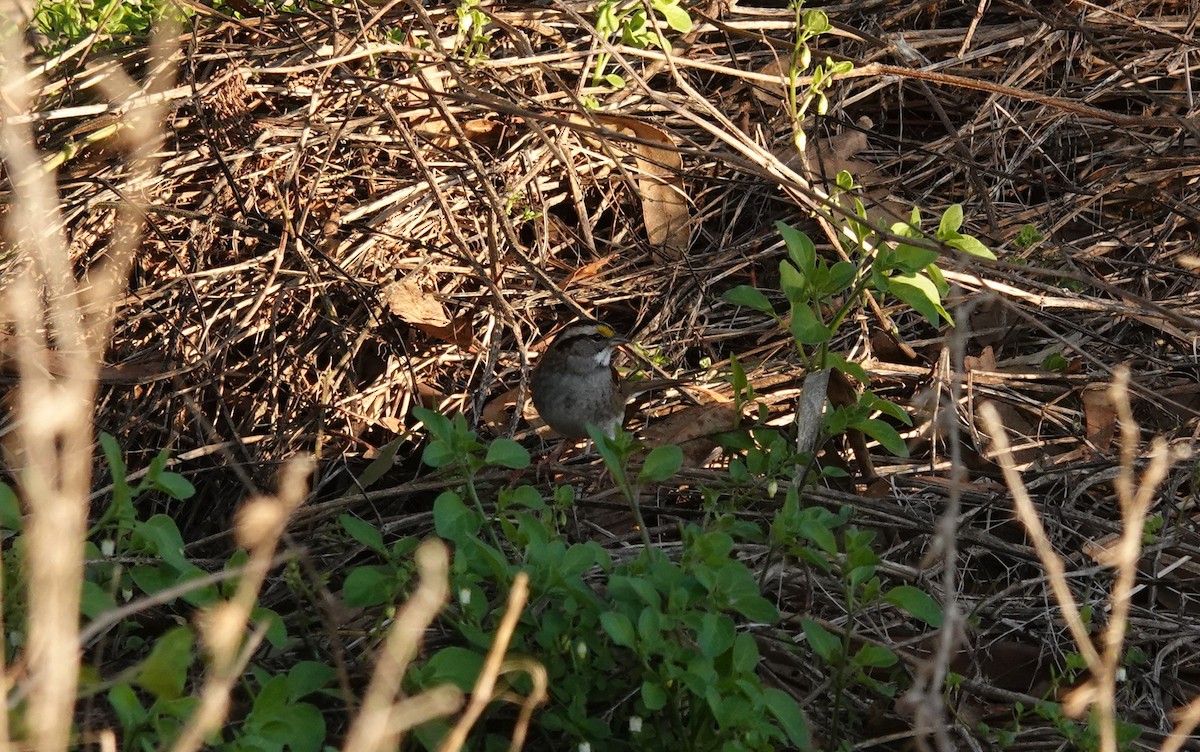 White-throated Sparrow - ML645681855