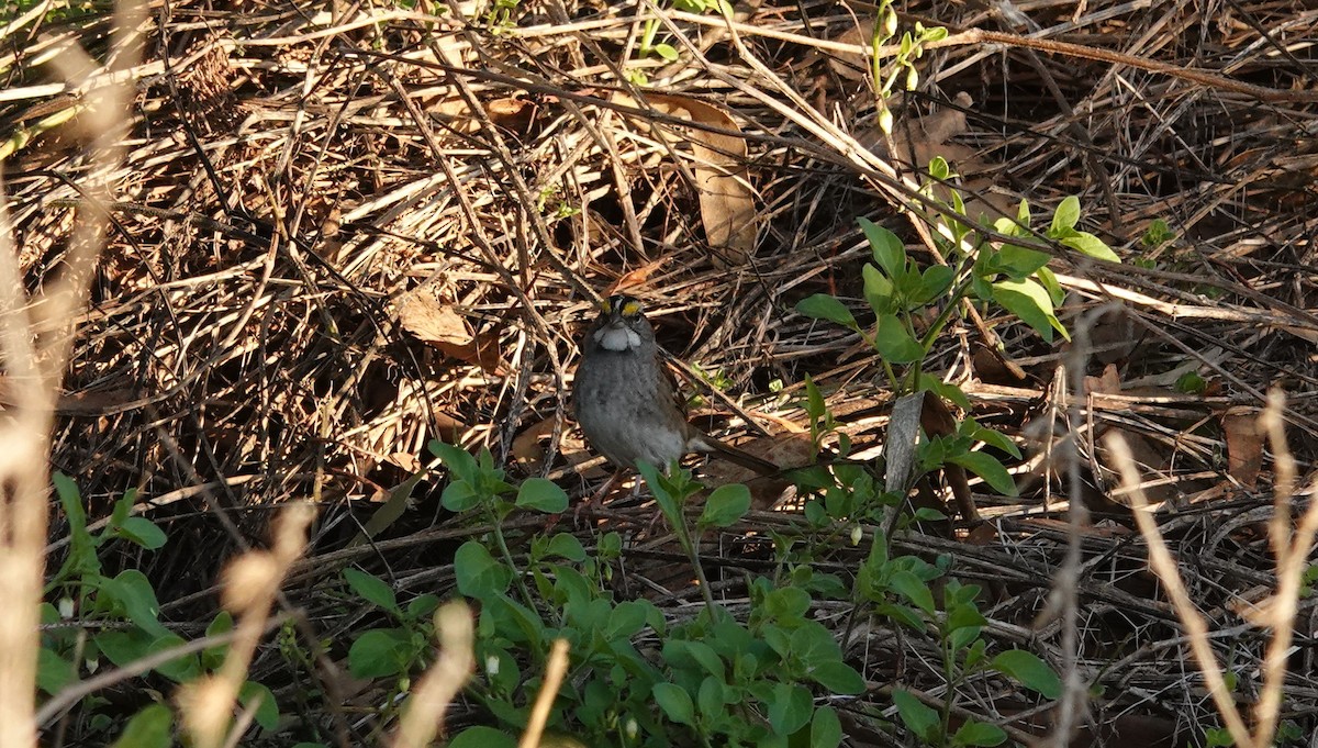 White-throated Sparrow - ML645681856