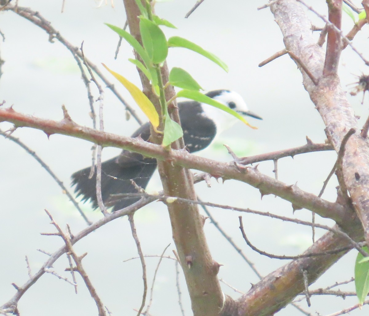 Black-backed Water-Tyrant - ML645681858