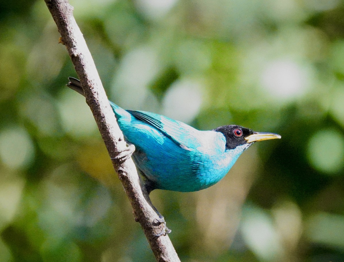 Green Honeycreeper - ML645681861