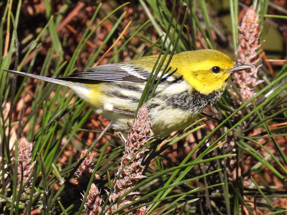 Black-throated Green Warbler - ML645681862