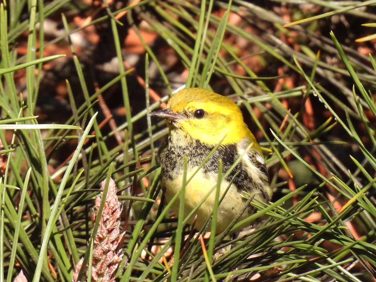 Black-throated Green Warbler - ML645681863