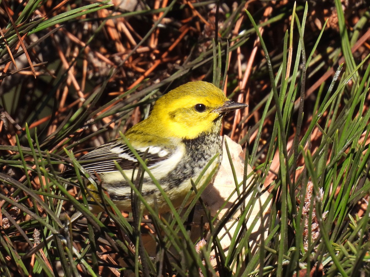 Black-throated Green Warbler - ML645681864