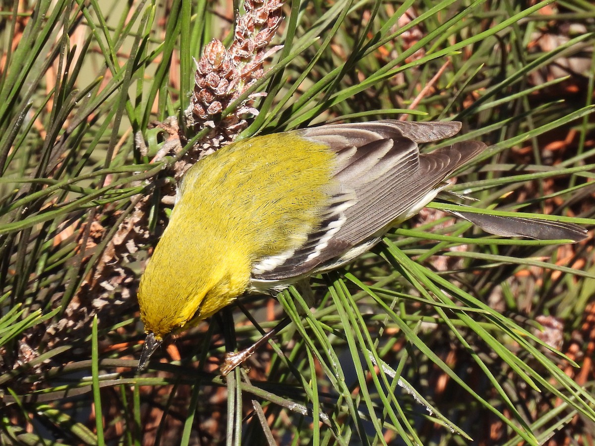 Black-throated Green Warbler - ML645681865
