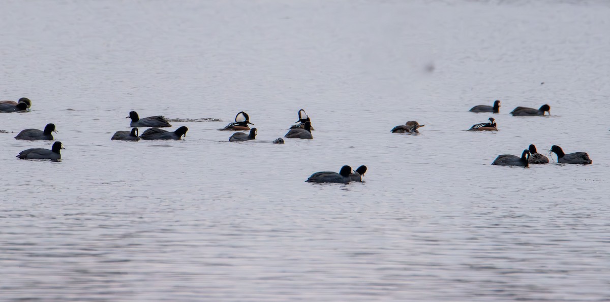 Kopetazuri amerikarra - ML645681866