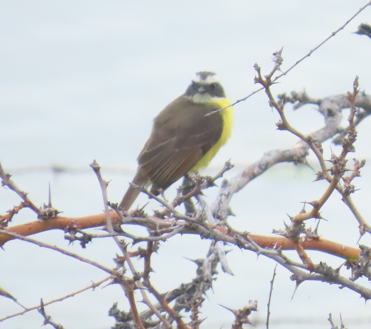 Sosyal Tiran - ML645681868