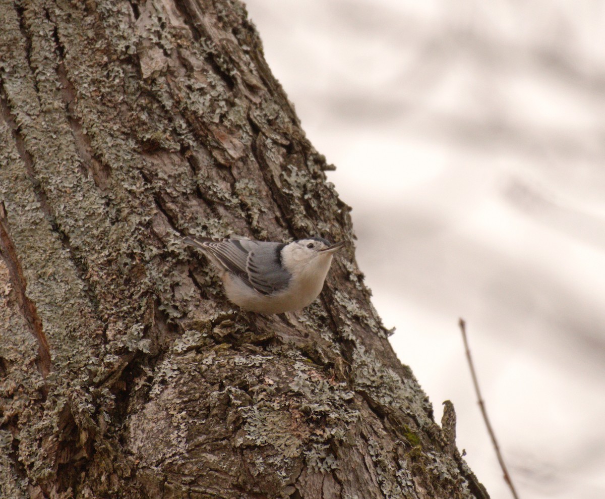 brhlík běloprsý - ML645681870