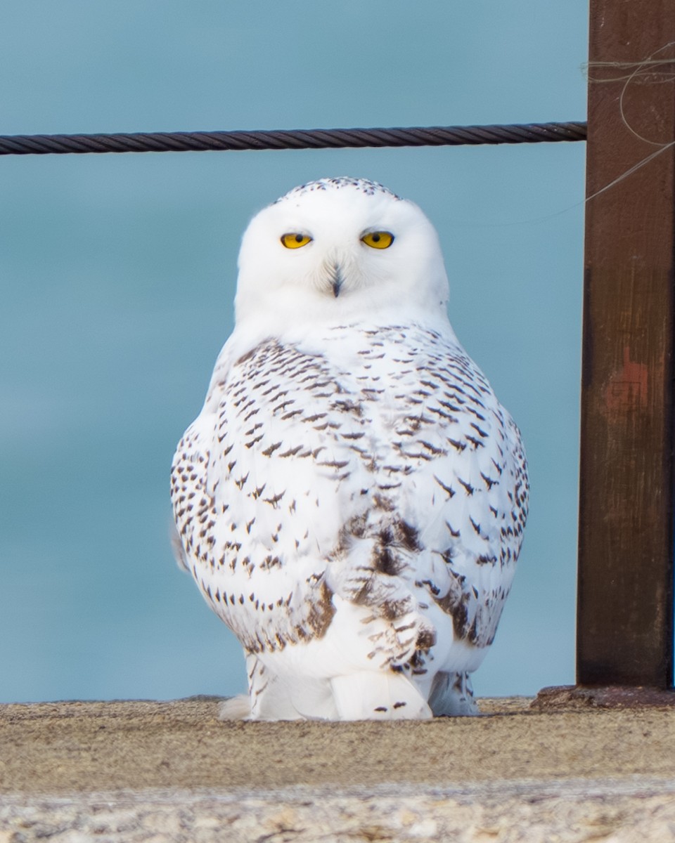 Snowy Owl - ML645681871