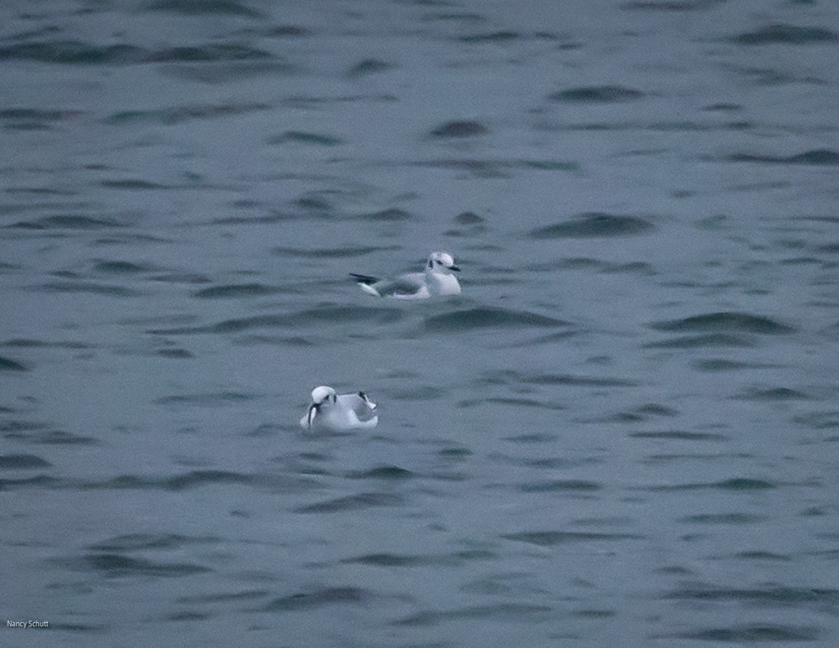 Bonaparte's Gull - ML645681891
