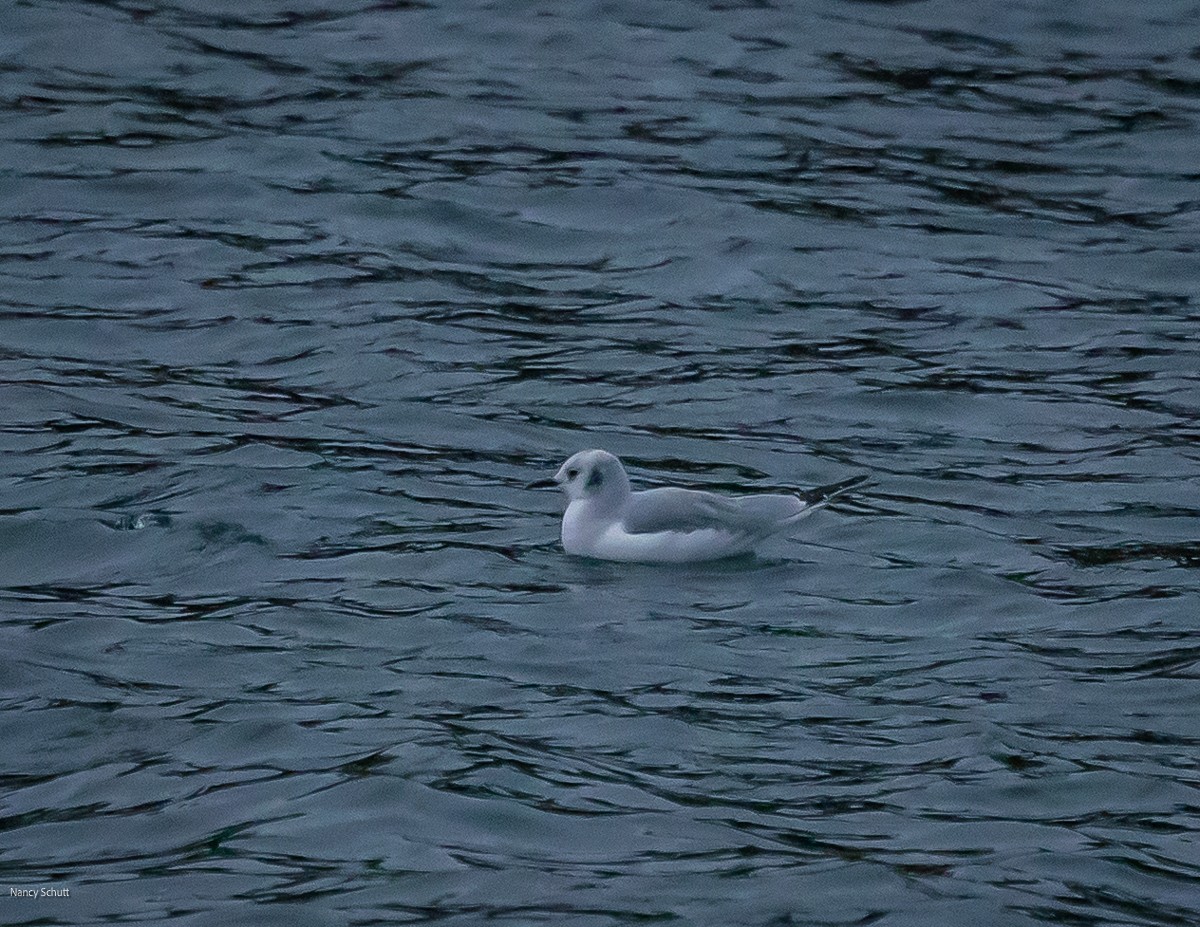 Bonaparte's Gull - ML645681892