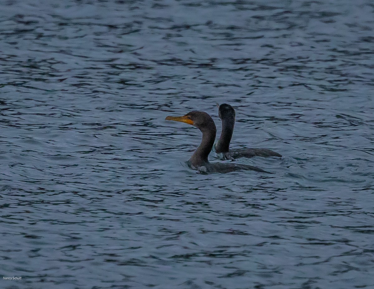 Double-crested Cormorant - ML645681912