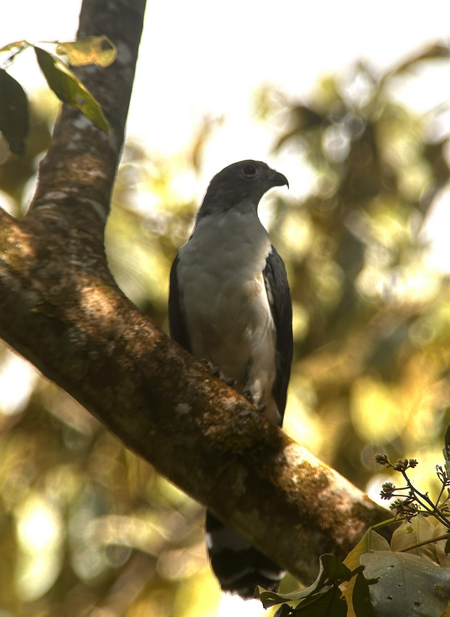 Gray-headed Kite - ML645681919
