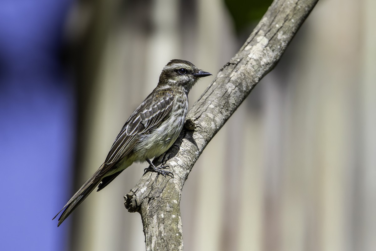 Variegated Flycatcher - ML645681932