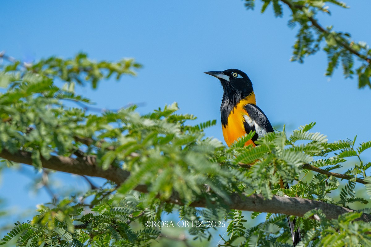 brilletrupial - ML645681934