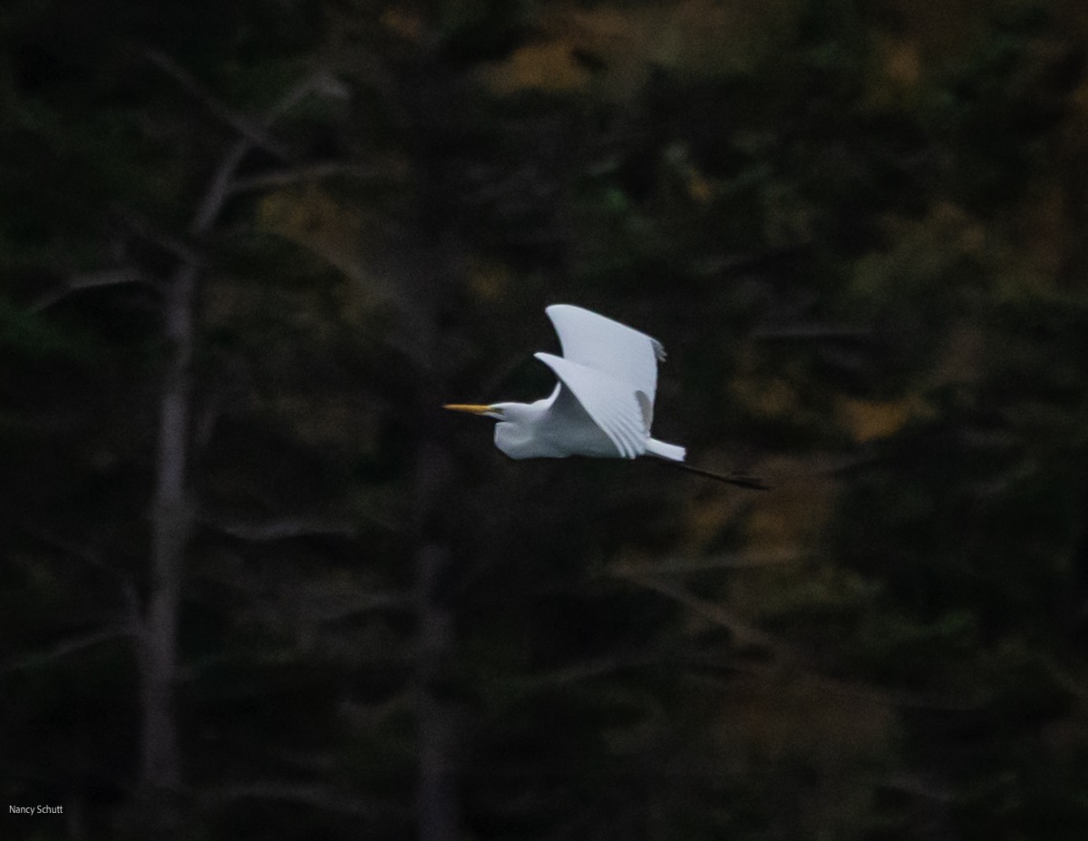 Great Egret - ML645681936