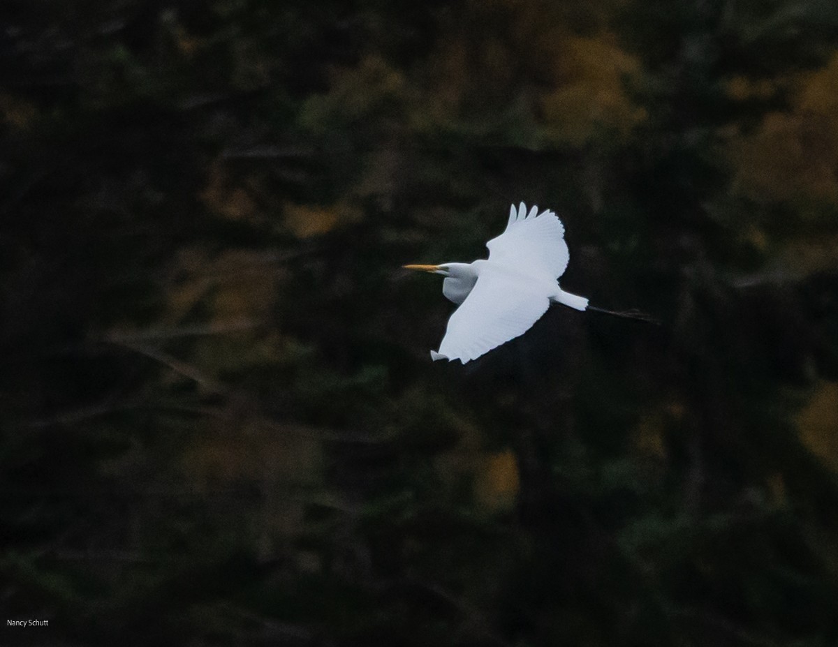 Great Egret - ML645681937