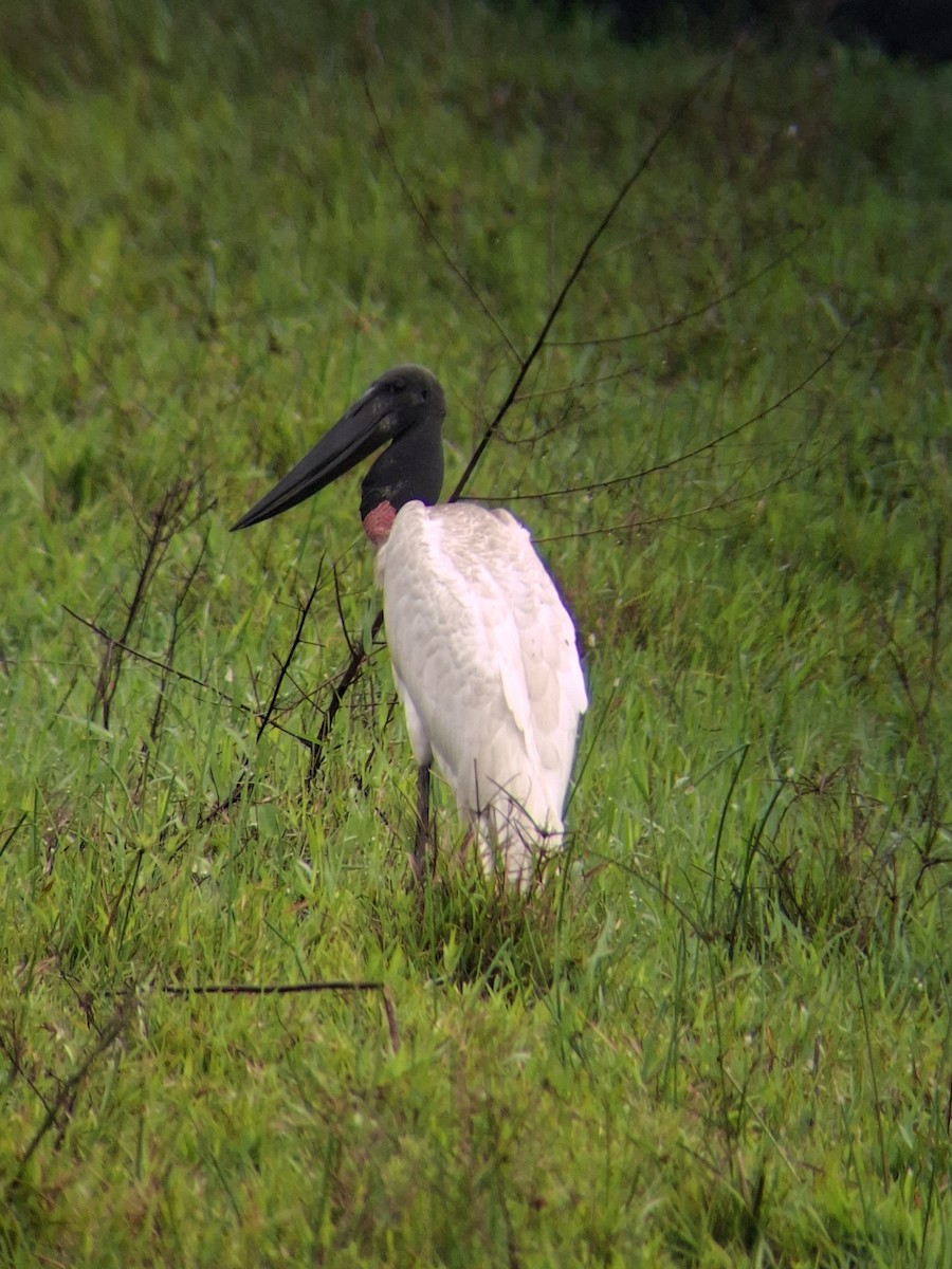 Jabiru - ML645681941