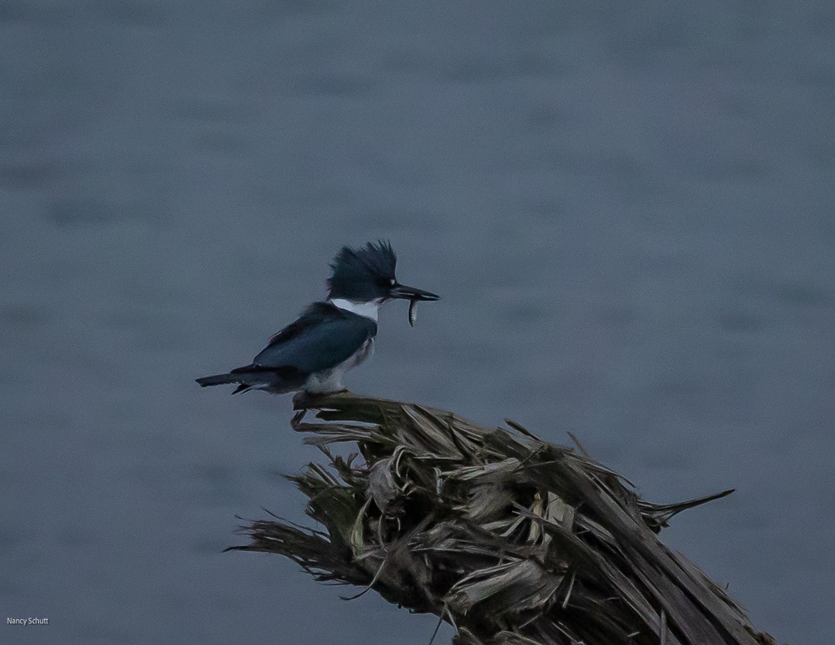 Belted Kingfisher - ML645681947