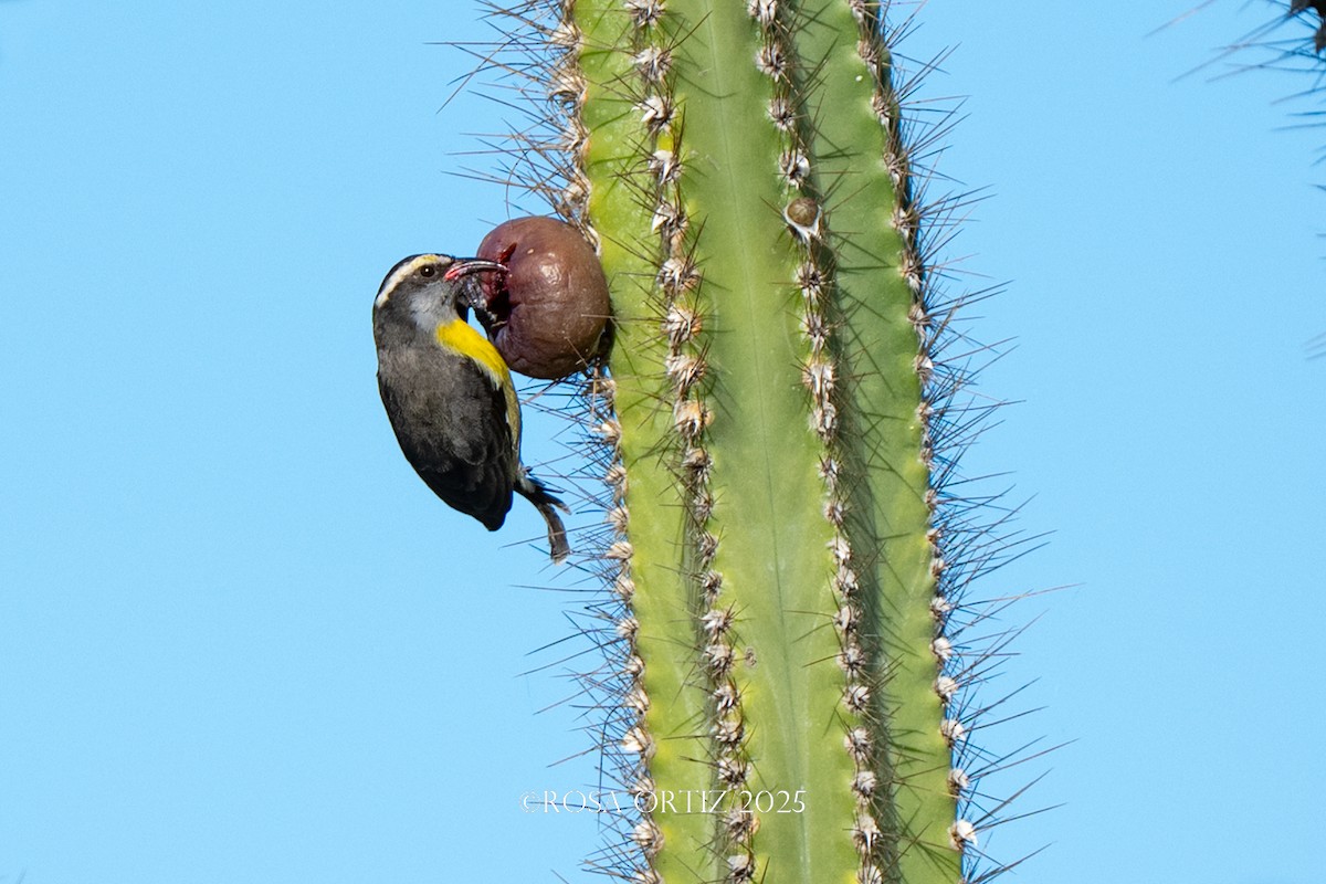 Sucrier à ventre jaune - ML645681948