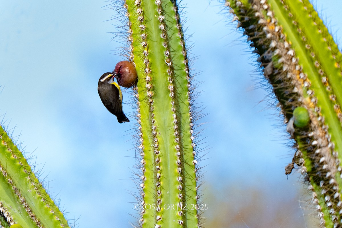 Sucrier à ventre jaune - ML645681949