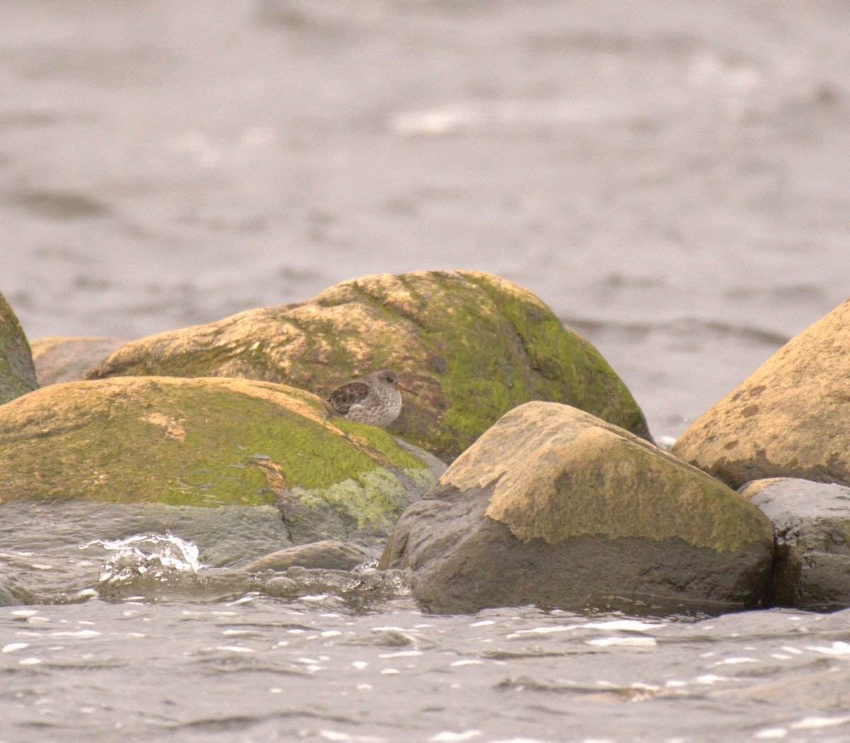 jespák mořský - ML645681953