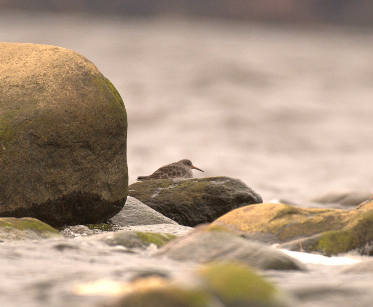 jespák mořský - ML645681954