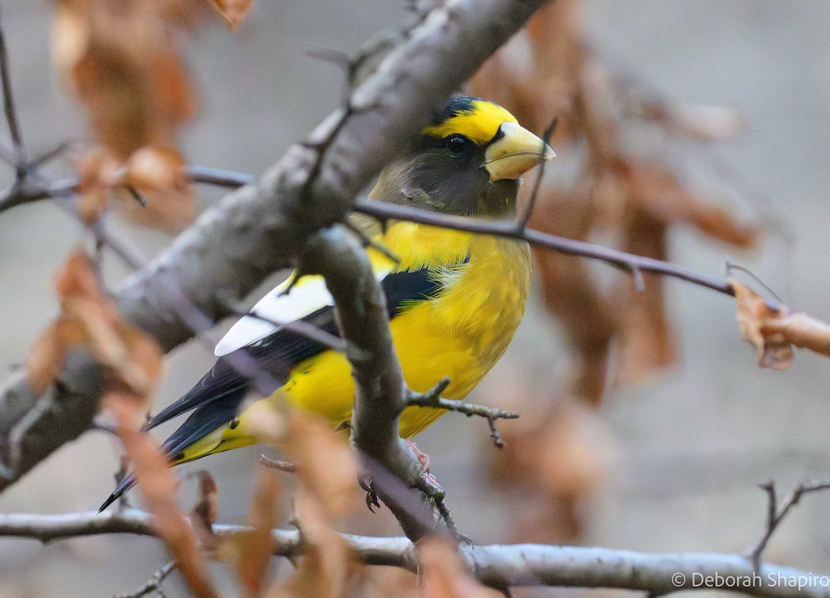 Evening Grosbeak - ML645681957