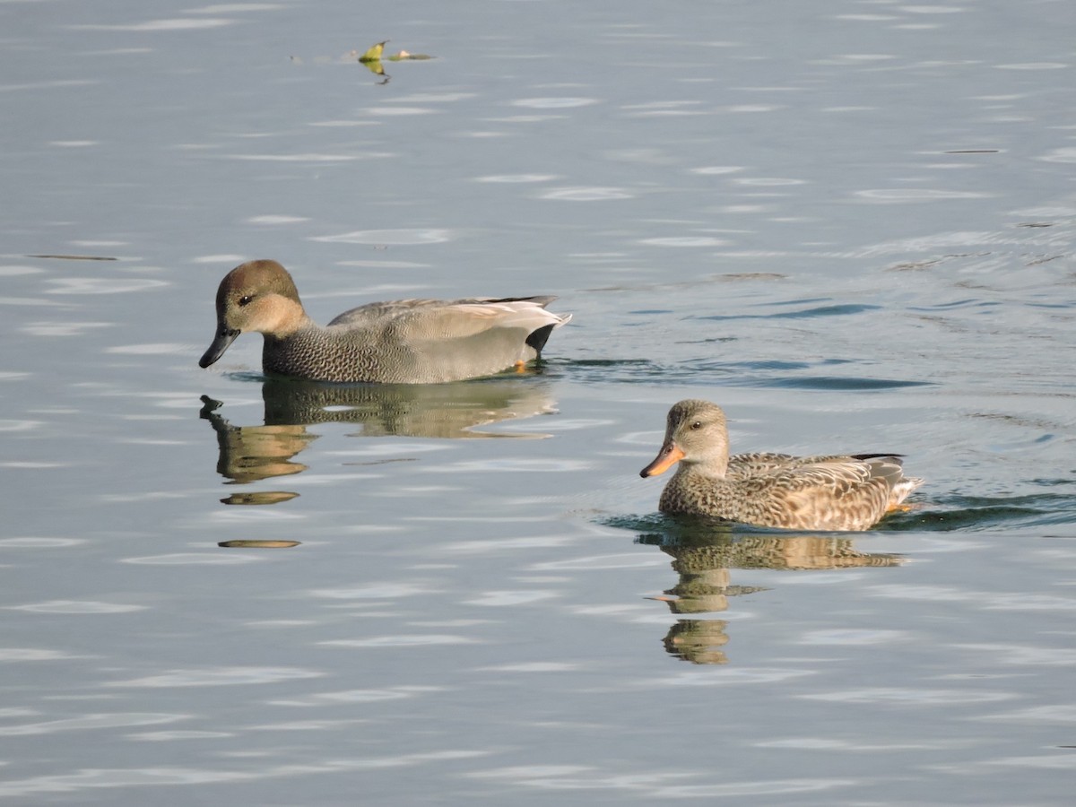 Canapiglia - ML645681961