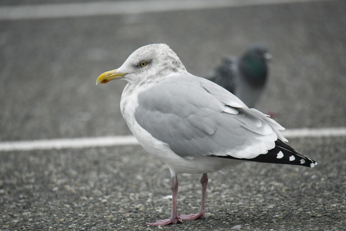 American Herring Gull - ML645681969