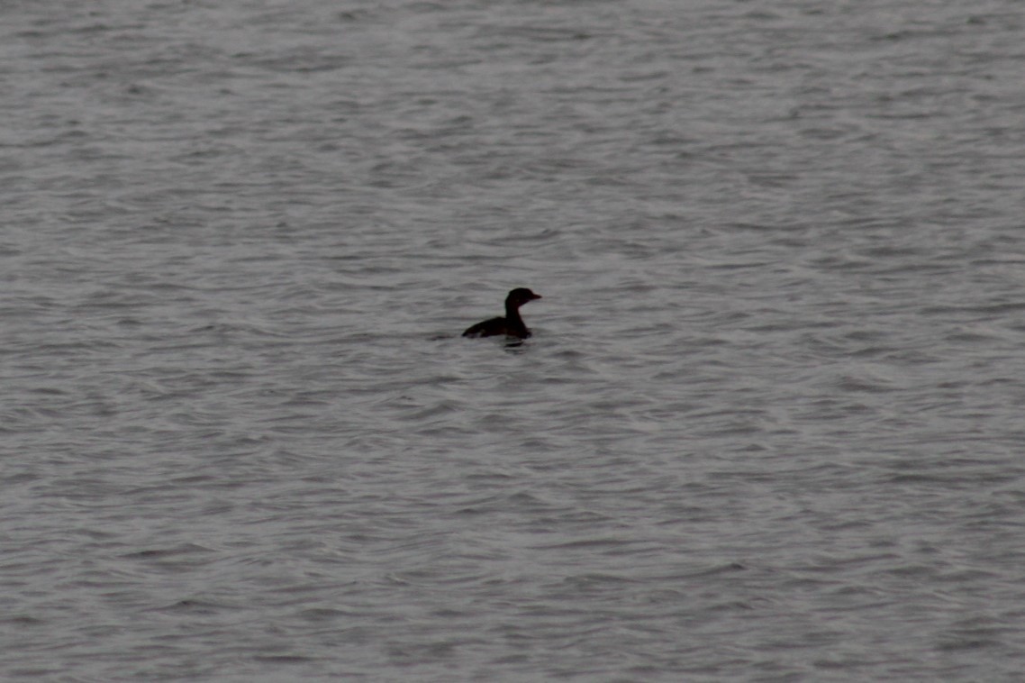 Pied-billed Grebe - ML645681970
