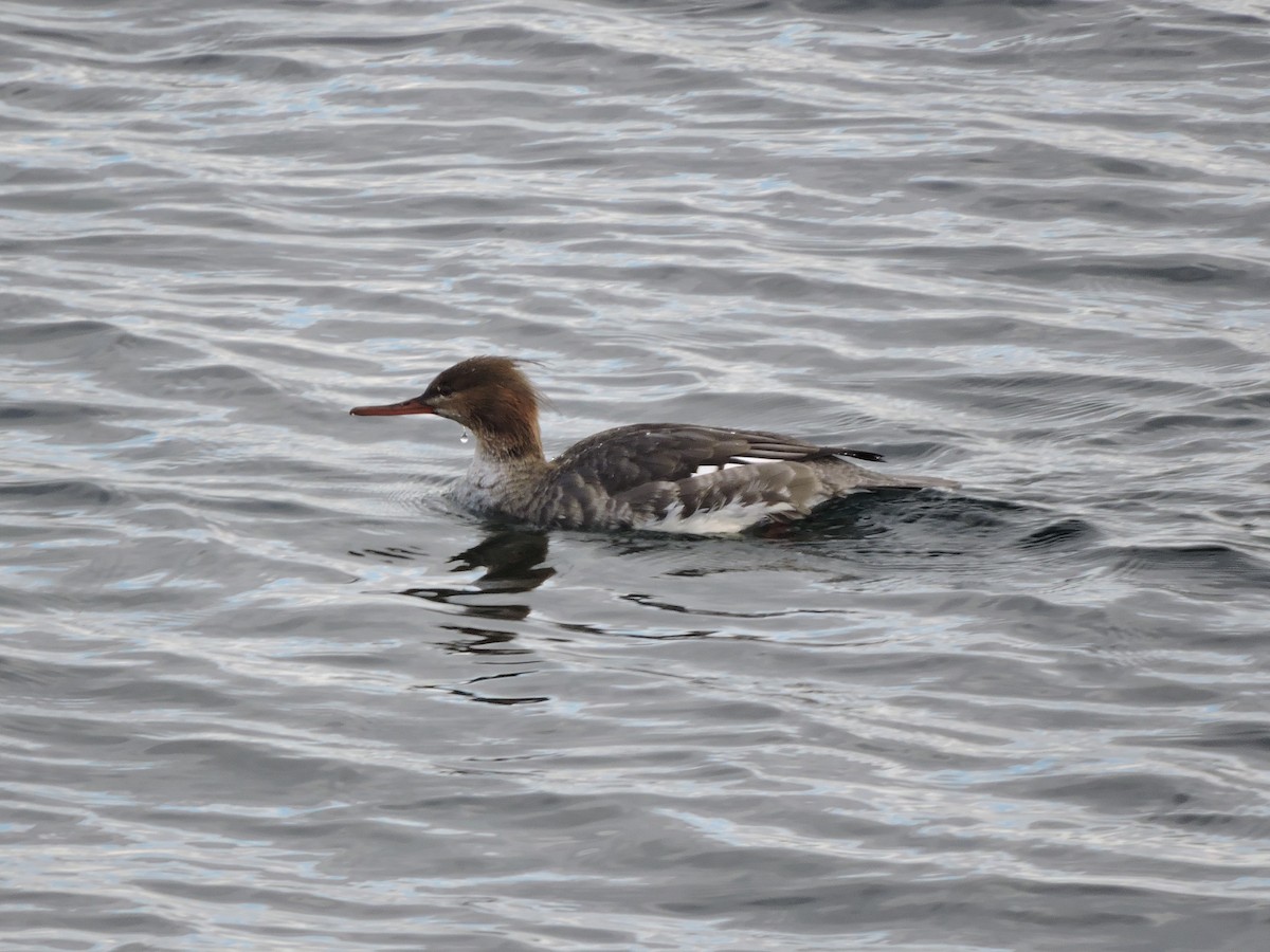 Smergo minore - ML645681979