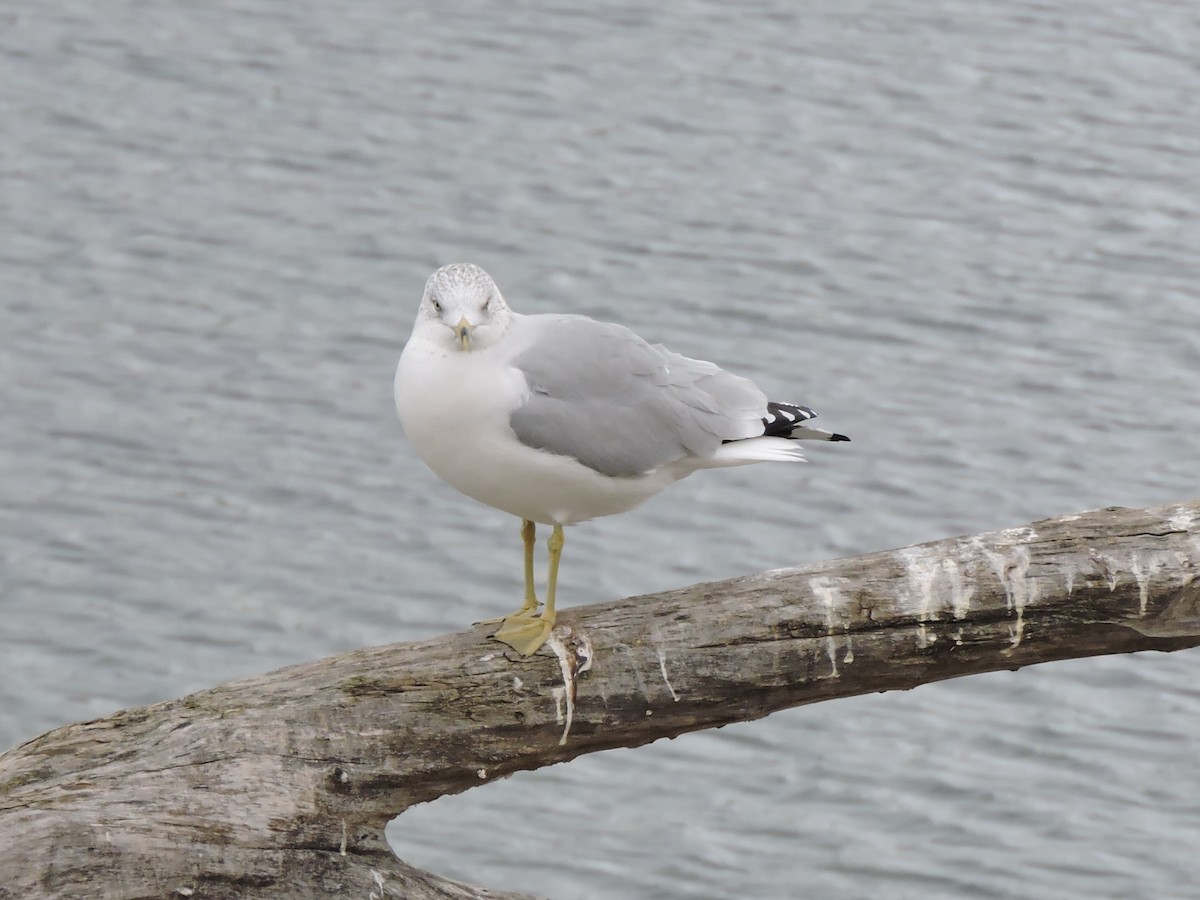 Gavina americana - ML645681982