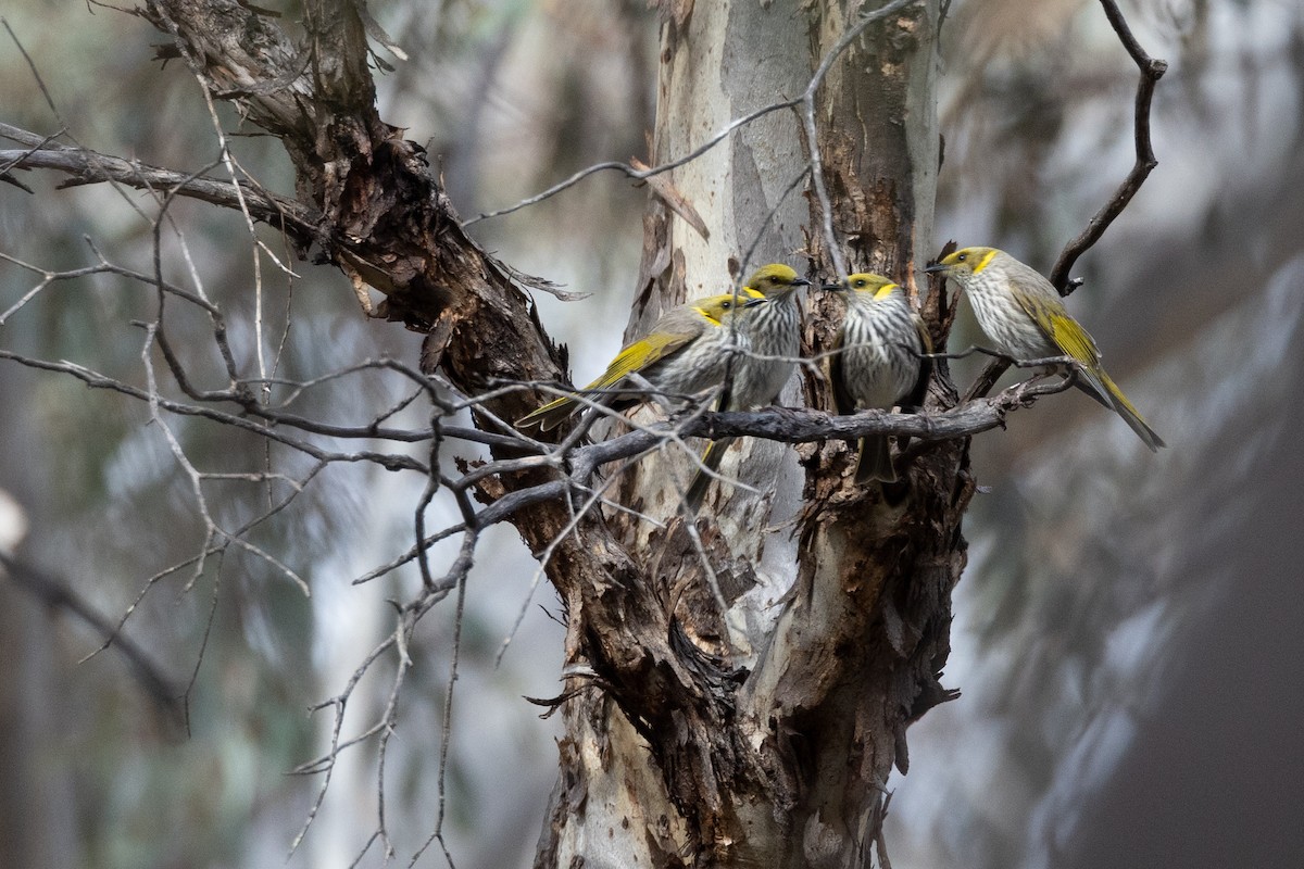 Медник смугастоволий - ML645681987
