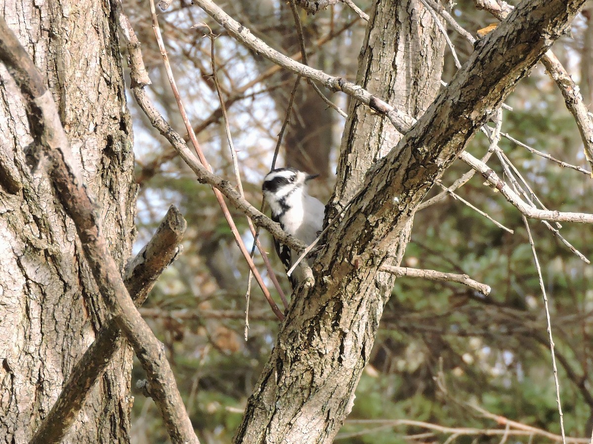 Downy Woodpecker - ML645681993
