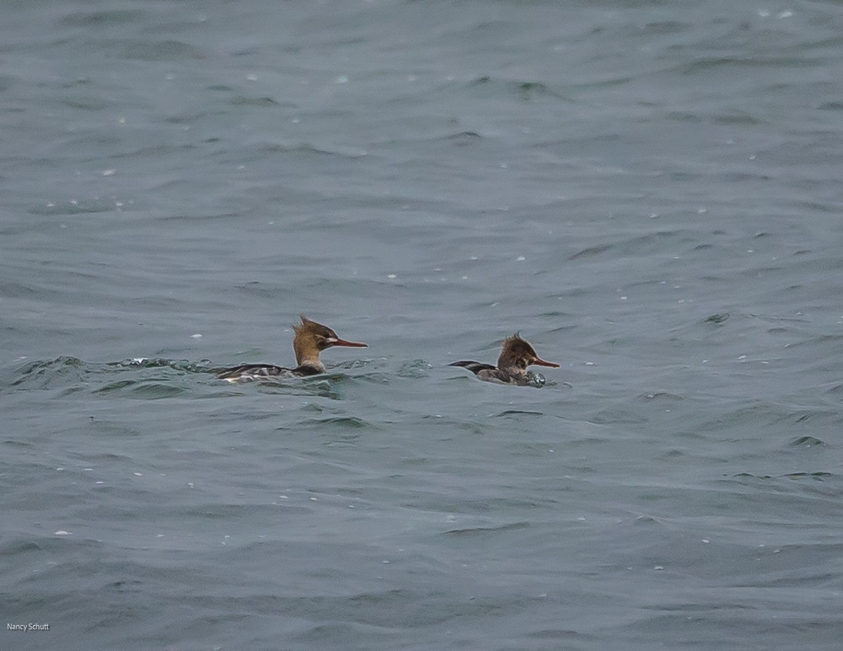 Red-breasted Merganser - ML645681994