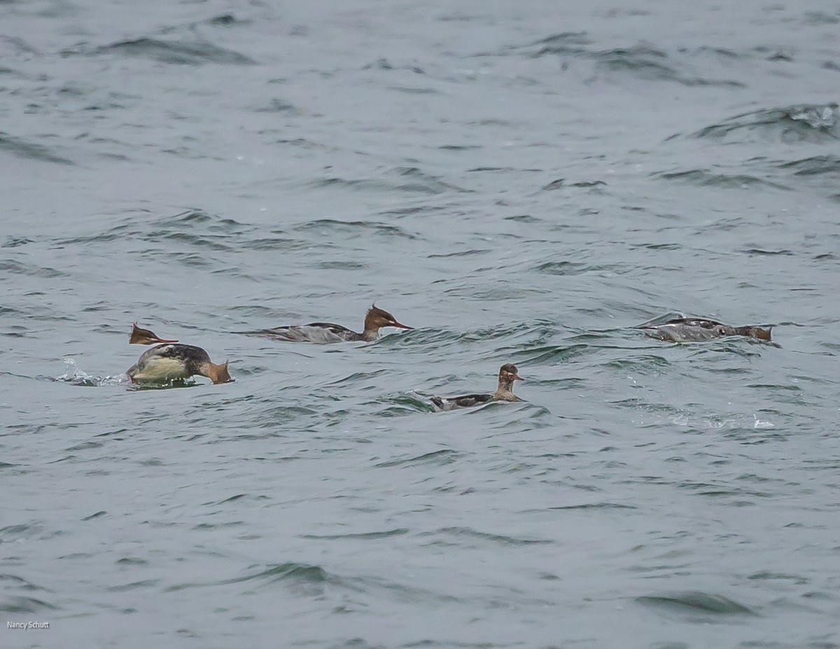 Red-breasted Merganser - ML645681995