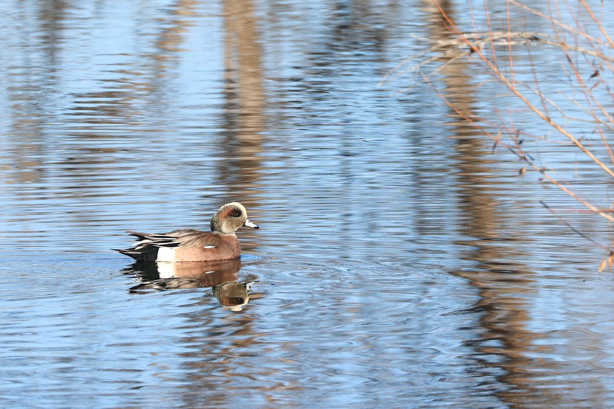 American Wigeon - ML645682001